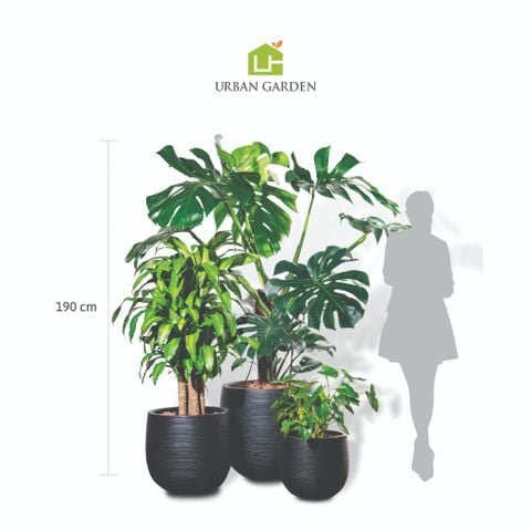 Bộ Chậu Cây Monstera XL - Ceylon - Đen