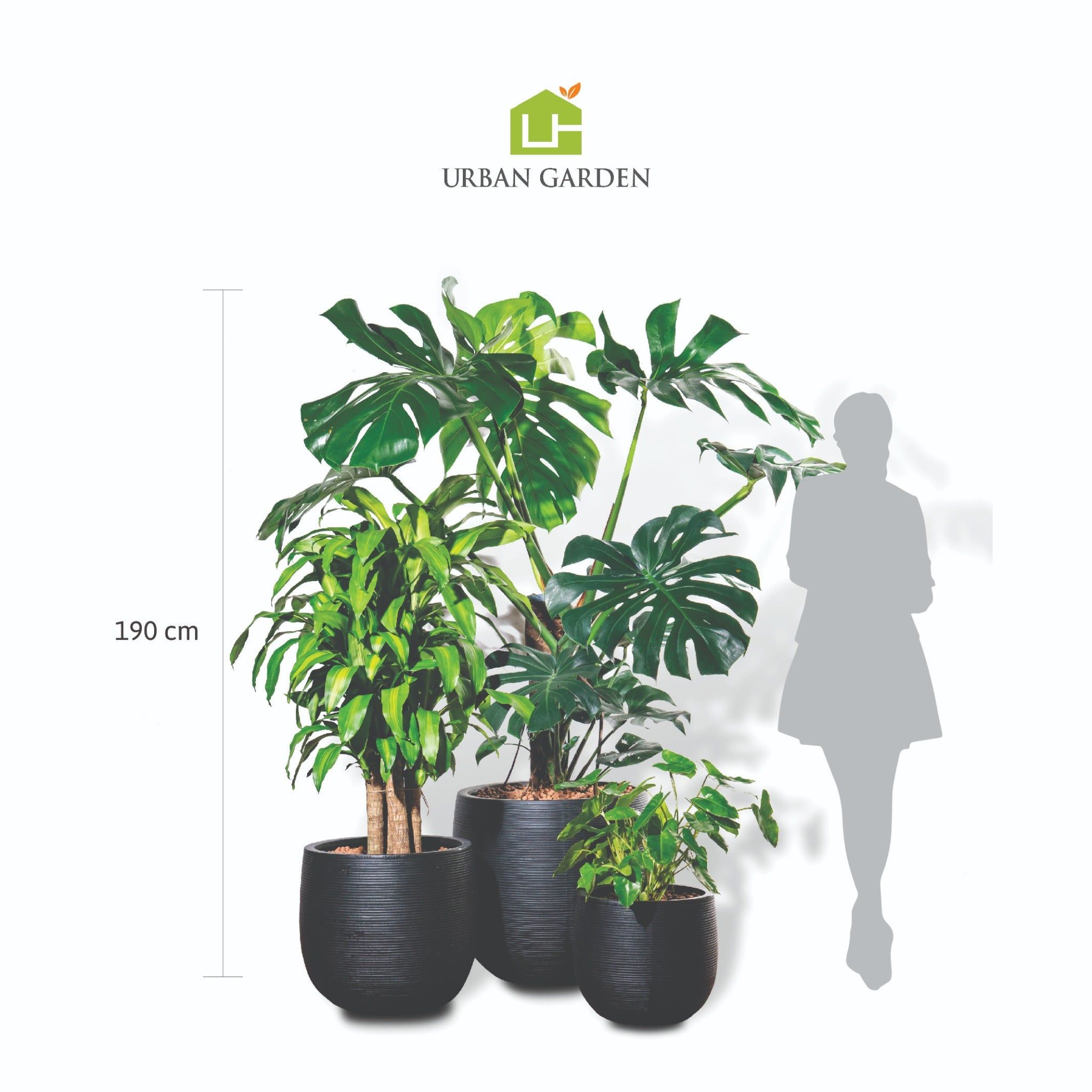  Bộ Chậu Cây Monstera XL - Ceylon - Đen 