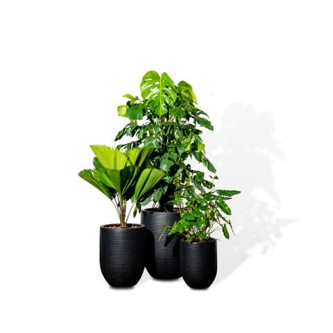 Bộ Chậu Monstera Cột L - Corda - Đen