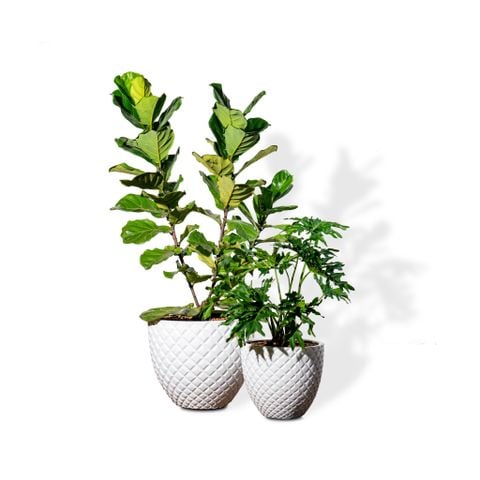 Bộ Chậu Cây Bàng Sing 3 thân -  Pine - Trắng