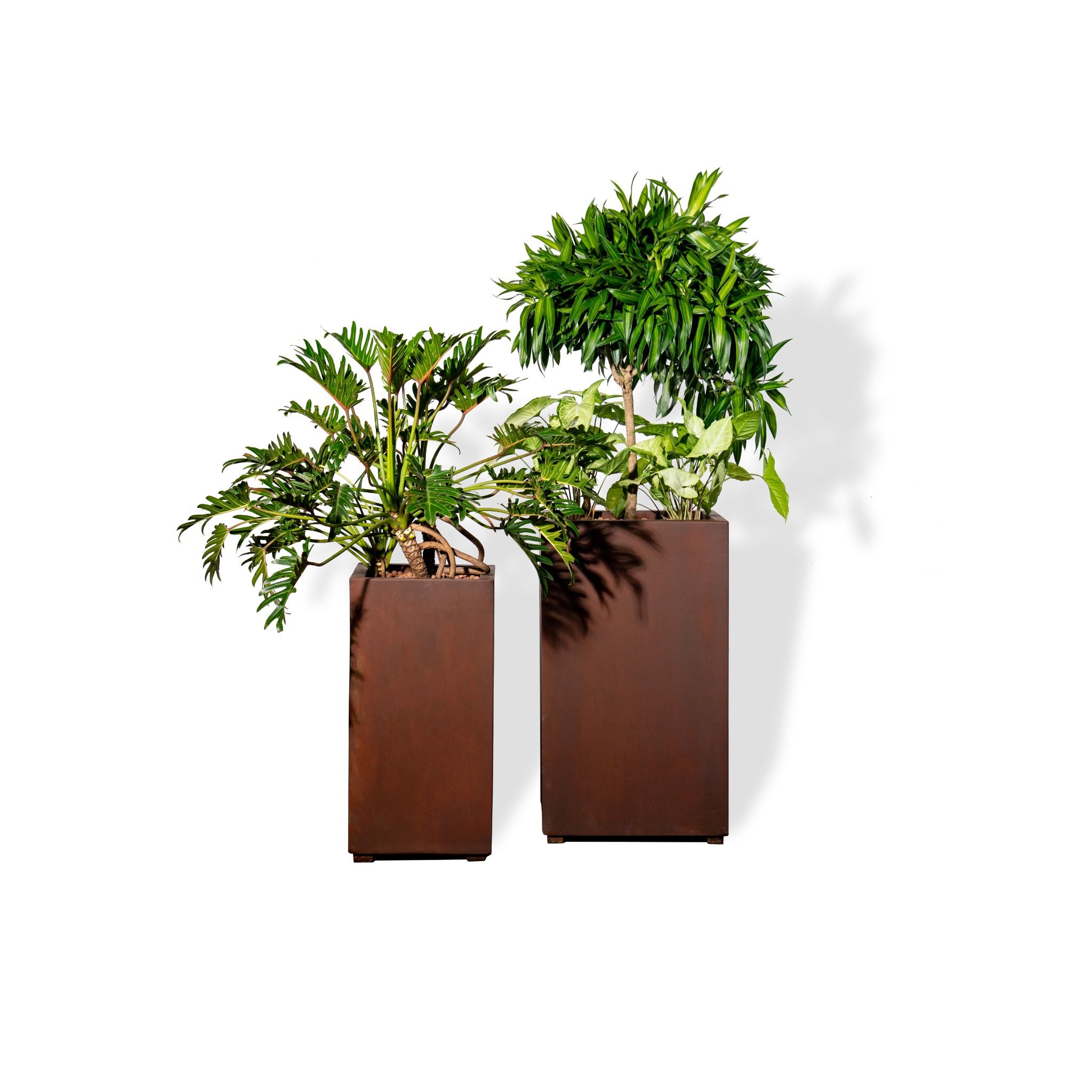  Bộ Chậu Cây Trúc Bách Hợp - Corten 