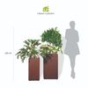  Bộ Chậu Cây Trúc Bách Hợp - Corten 