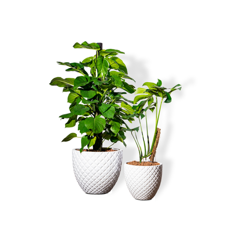 Bộ Chậu Cây Trầu bà Monstera - Pine - Trắng