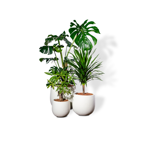 Bộ Chậu Cây Monstera Phát Tài - Ceylon