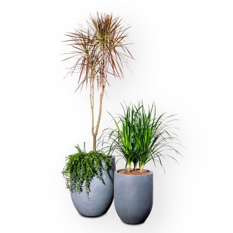 Chậu Cây Hoàng Kiếm - Corda - Xám