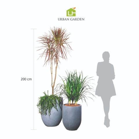 Chậu Cây Hoàng Kiếm - Corda - Xám