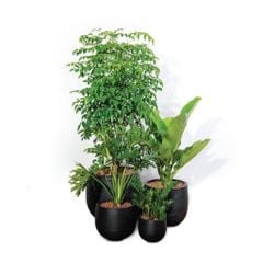  Bộ Chậu Cây Hạnh Phúc Ceylon - Đen 