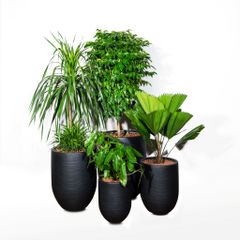  Bộ chậu cây Hạnh Phúc Corda - Đen 