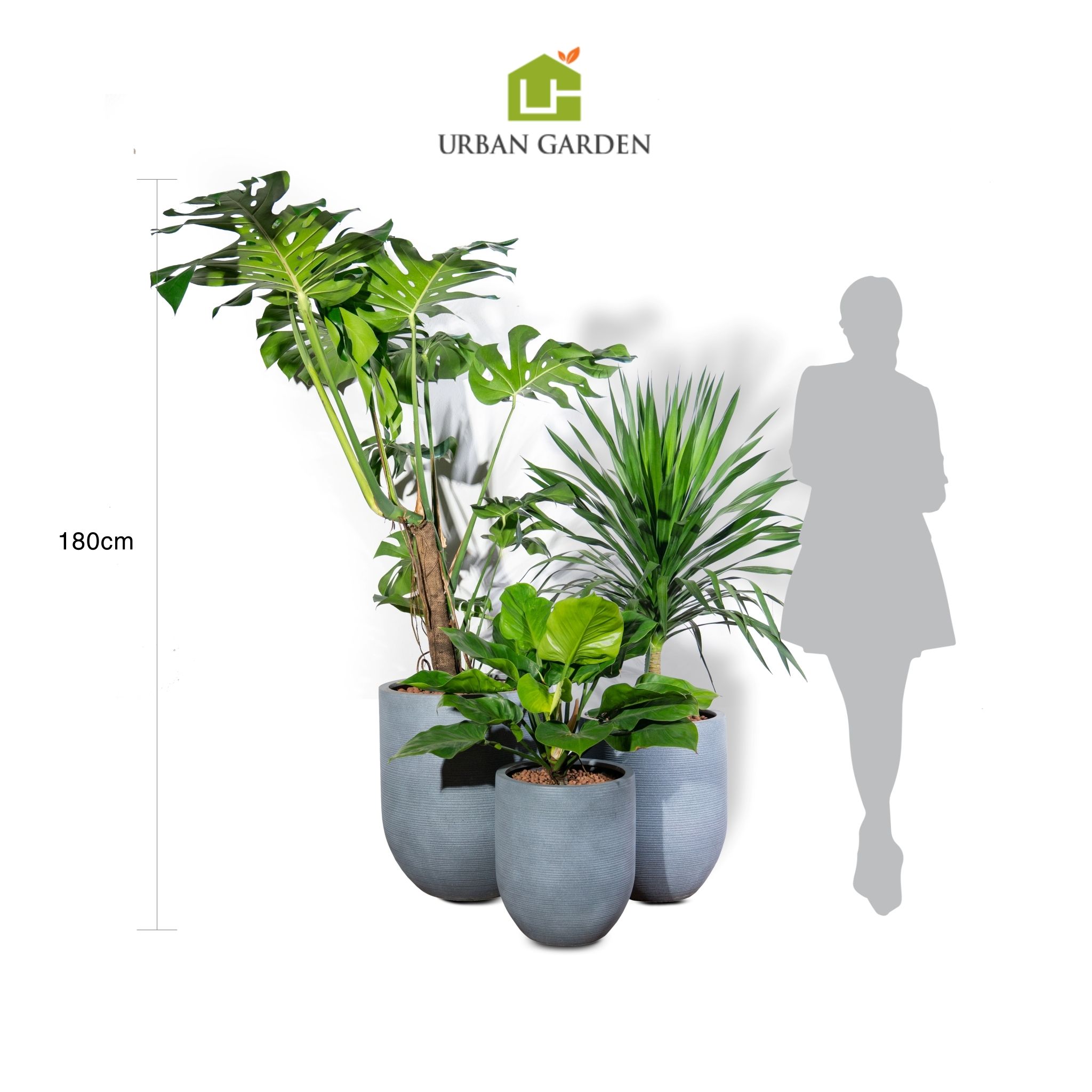  Bộ chậu cây Monstera Corda - Xám 