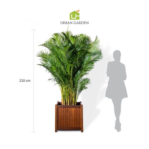 Chậu Cây Cau Nhật-Woody L