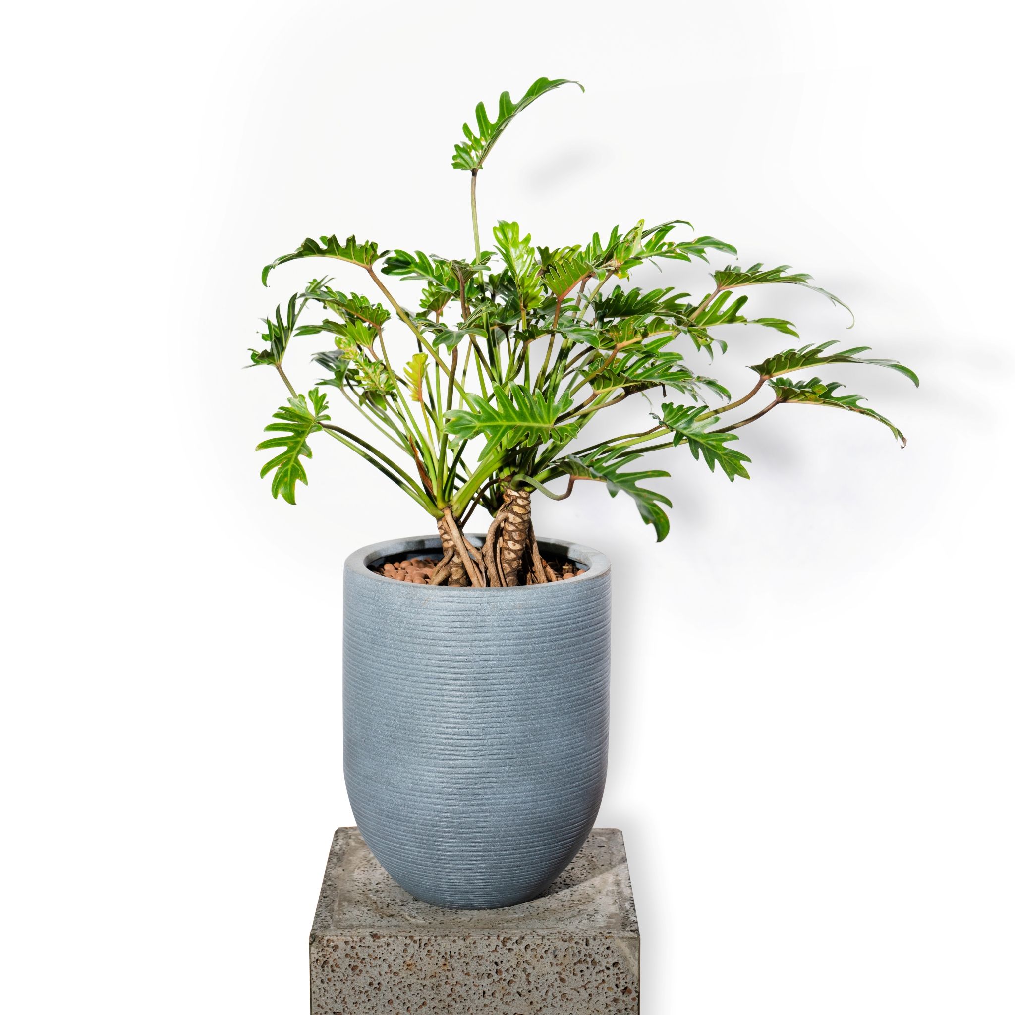  Chậu cây chân vịt - Corda - Xám XS 