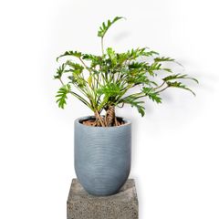  Chậu cây chân vịt - Corda - Xám XS 