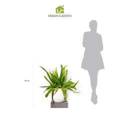  Chậu Cây dương xỉ lá xoăn L - Ceylon - Trắng S 