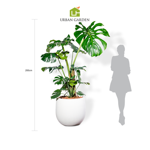 Chậu Cây Monstera XL - Ceylon - Trắng L