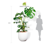  Chậu Cây Monstera XL - Ceylon - Trắng L 