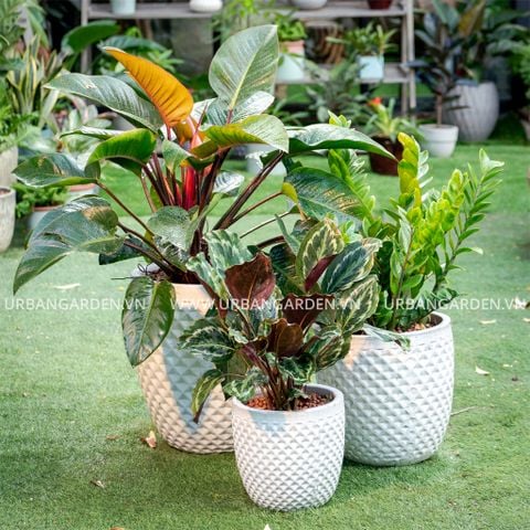 Chậu Cây Gốm Emma