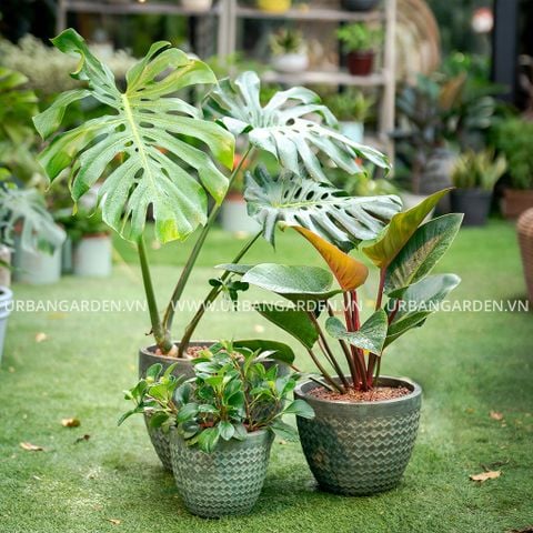 Bộ Chậu cây số 9