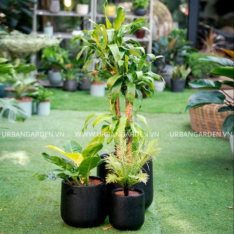 Chậu Cây Gốm Amir