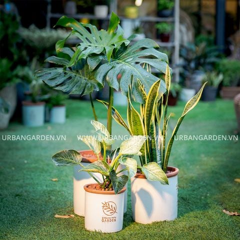 Bộ Chậu cây số 14