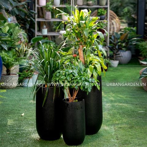 Bộ Chậu cây số 6