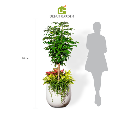 Chậu Cây Hạnh phúc 1 thân M - Ceylon - Trắng M