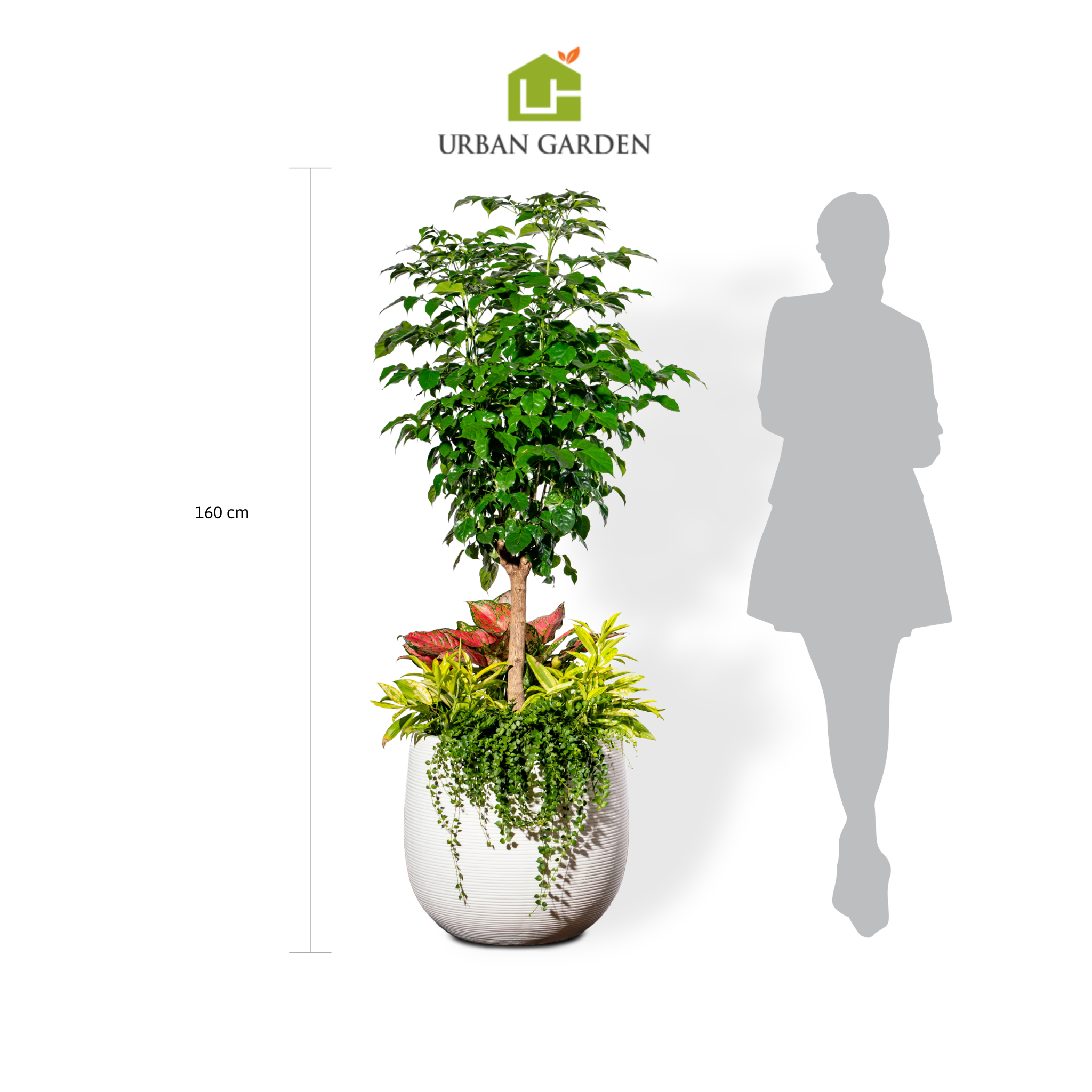  Chậu Cây Hạnh phúc 1 thân M - Ceylon - Trắng M 