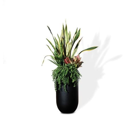 Chậu Cây lưỡi hổ M - Harvey S