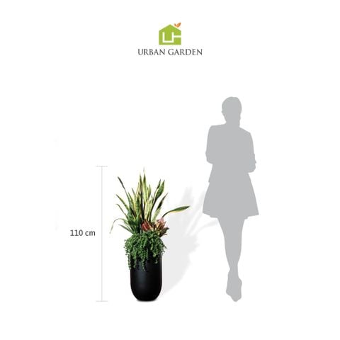 Chậu Cây lưỡi hổ M - Harvey S