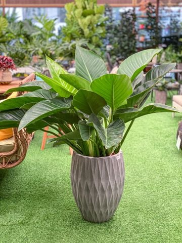 Cây Đế vương xanh