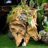  Set sen đá Décor Gỗ Lũa Reborn Wood Driftwood 03CX3 