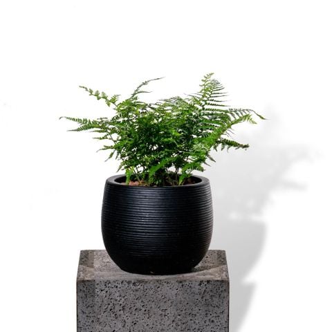 Chậu Cây dương xỉ công nương - Ceylon - Đen XS