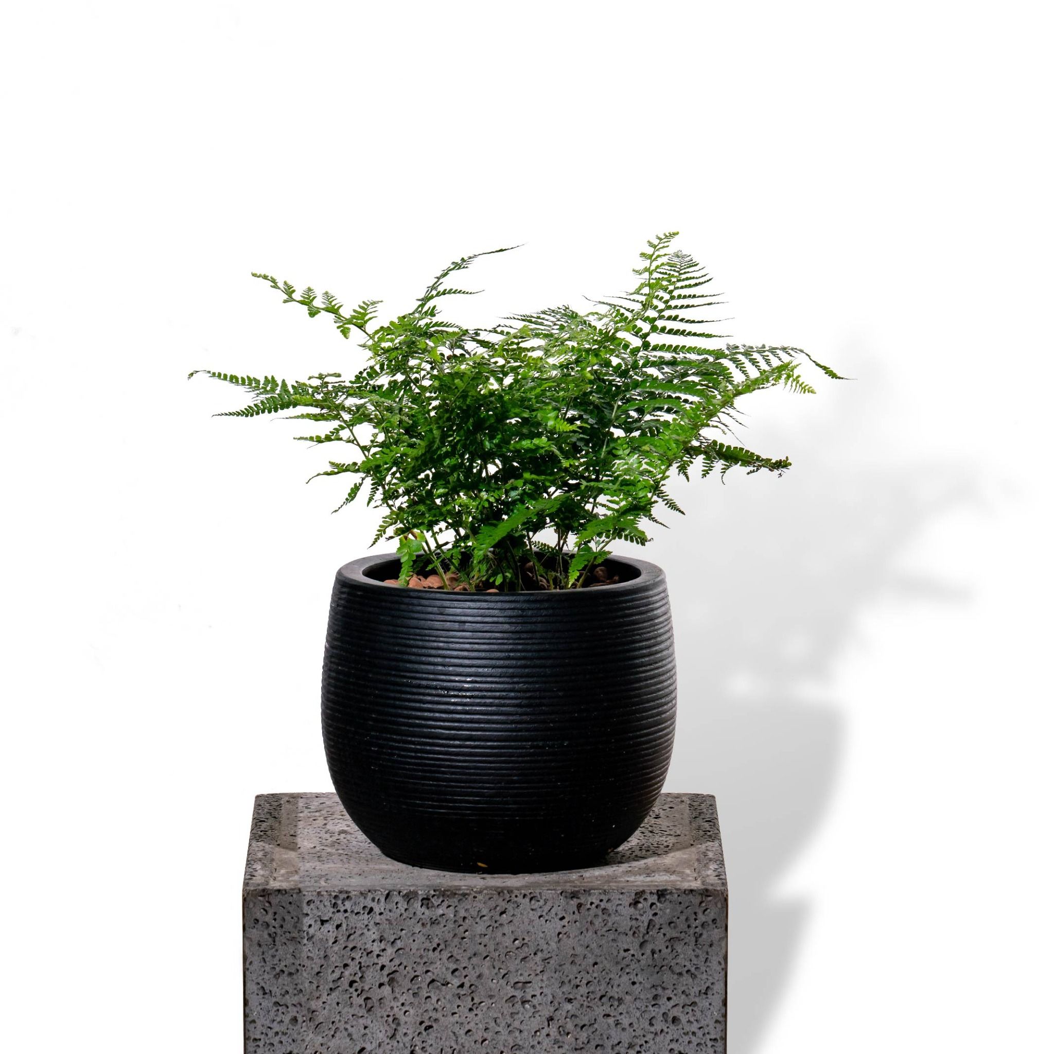  Chậu Cây dương xỉ công nương - Ceylon - Đen XS 