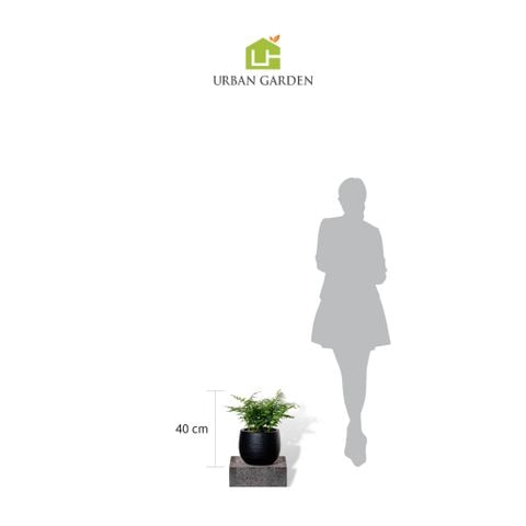 Chậu Cây dương xỉ công nương - Ceylon - Đen XS