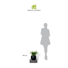  Chậu Cây dương xỉ công nương - Ceylon - Đen XS 