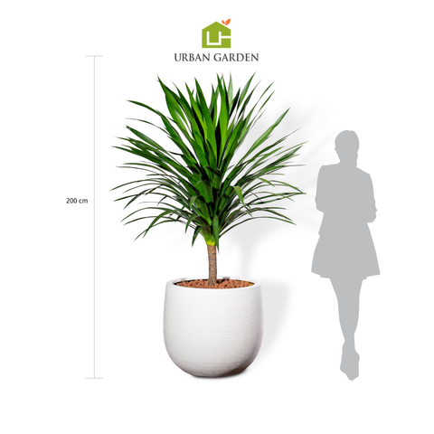 Chậu Cây Phát tài núi 1 thân lá lớn - Ceylon Trắng M