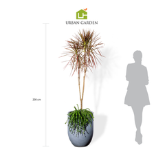  Chậu Cây Hoàng kiếm M - Corda - Xám M 