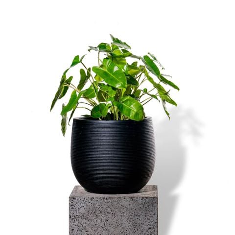 Chậu Cây Hồng hạc S - Ceylon - Đen S