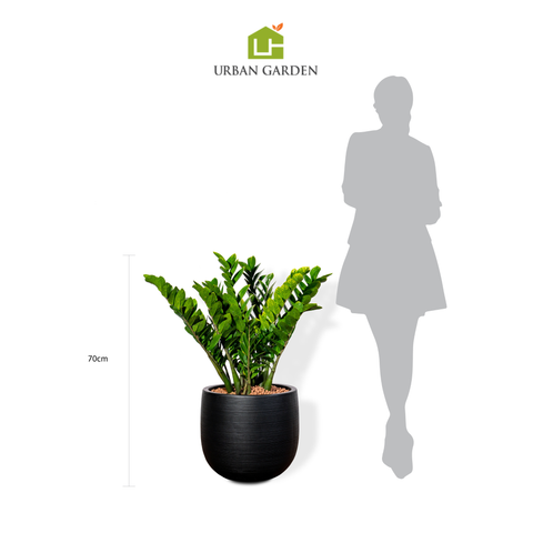 Chậu Cây Kim tiền L - Ceylon - Đen M