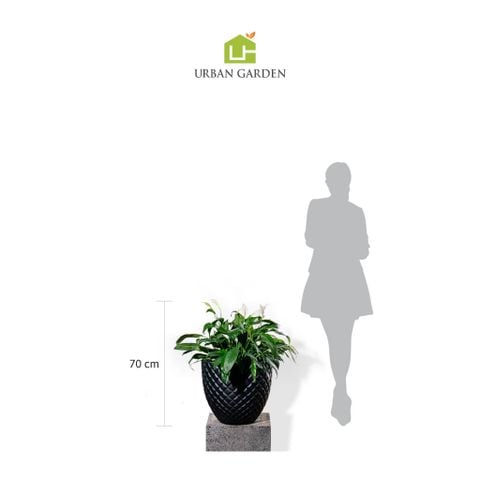 Chậu Cây Lan ý - Pine Đen M