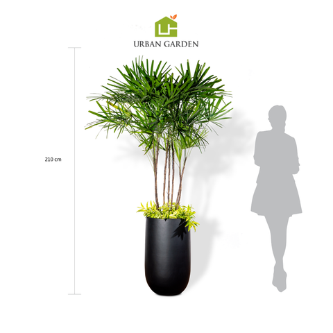 Chậu Cây Mật cật M - Harvey L