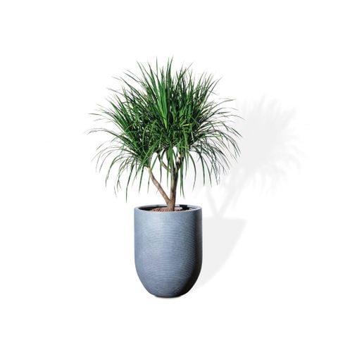 Cây phát tài núi cổ thụ lá nhỏ - Corda Xám L