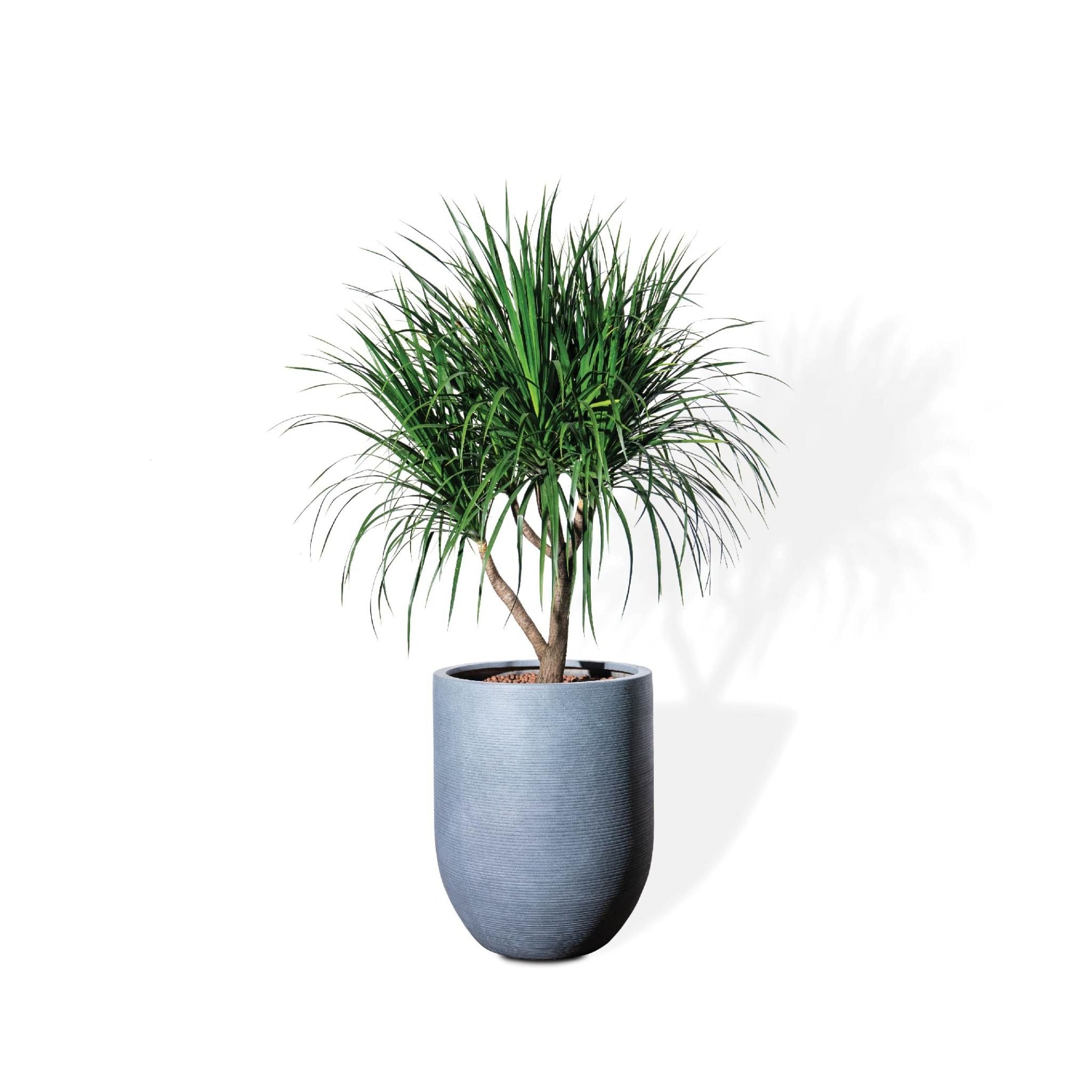  Cây phát tài núi cổ thụ lá nhỏ - Corda Xám L 