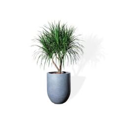  Cây phát tài núi cổ thụ lá nhỏ - Corda Xám L 