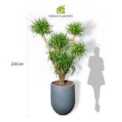  Chậu Phát tài núi lộc phát đại - Corda - Xám L 