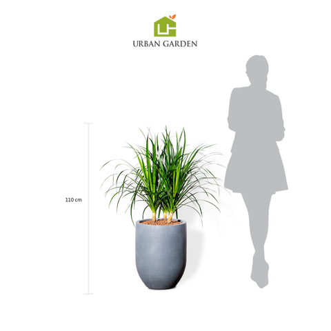 Chậu Cây Phát tài núi 3 thân S - Corda Xám S