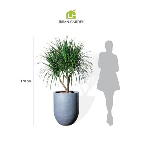 Cây phát tài núi cổ thụ lá nhỏ - Corda Xám L