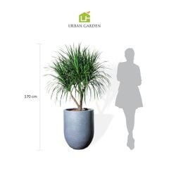  Cây phát tài núi cổ thụ lá nhỏ - Corda Xám L 