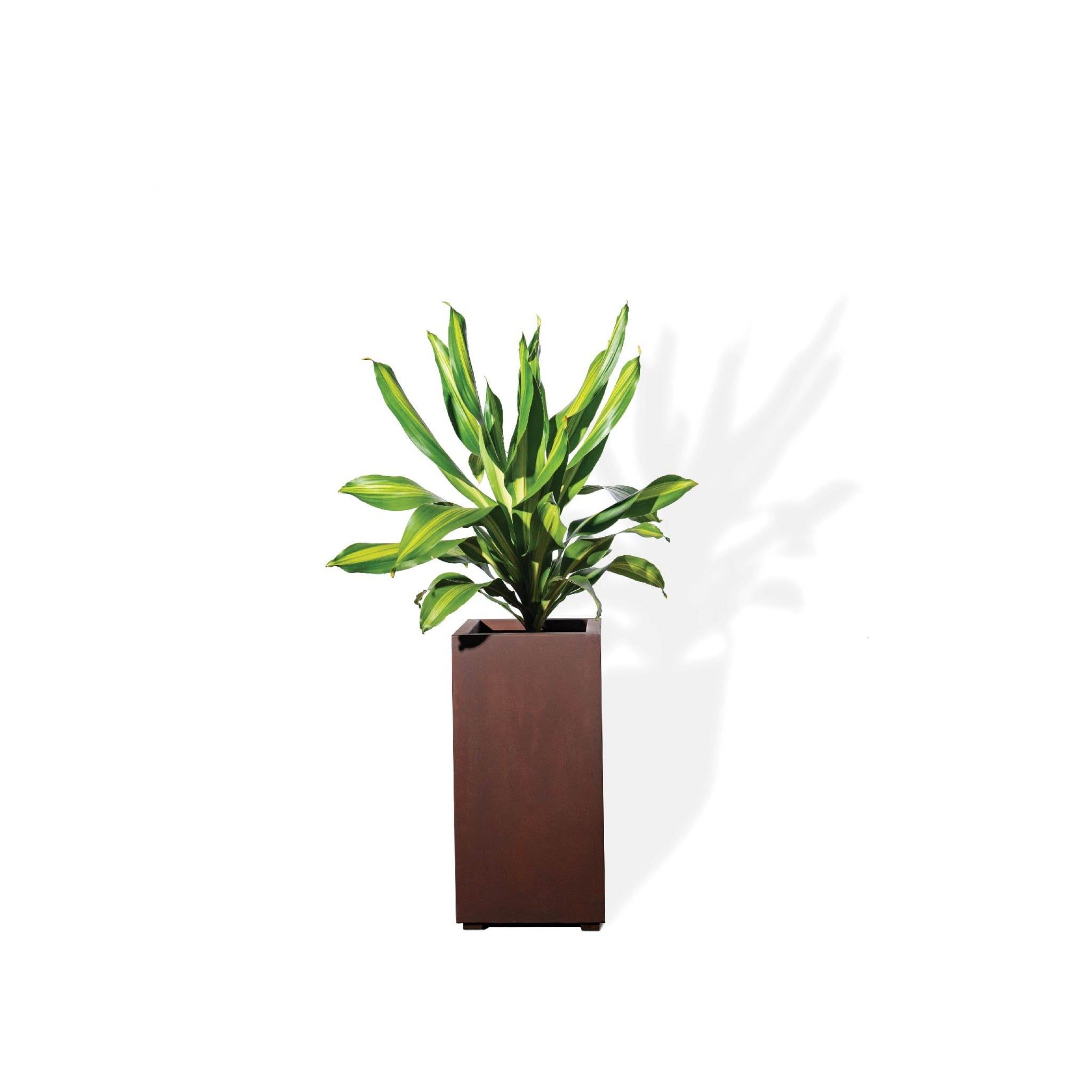  Chậu Phát tài sọc - 70 cm - Corten  30x30x60 