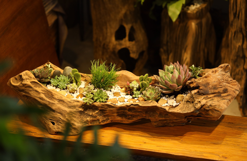 Décor Gỗ Lũa Reborn Wood Driftwood Nougat 03AX3