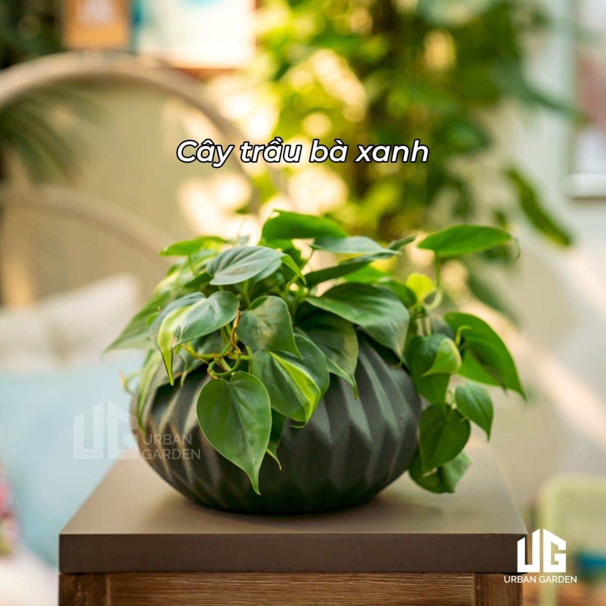  Chậu Cây Treo Morty 